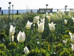 Saltburn upper promenade garden Saltburn upper promenade garden