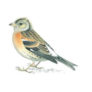 brambling
