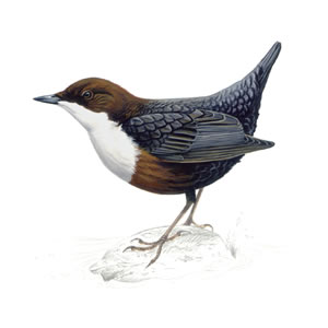 dipper